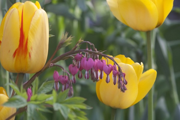 hearts among the tulips