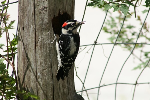 Pecking the fence