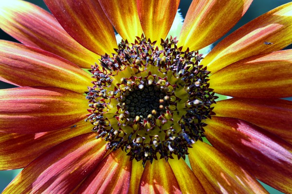 A Burst of Color