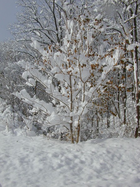 Snow Tree