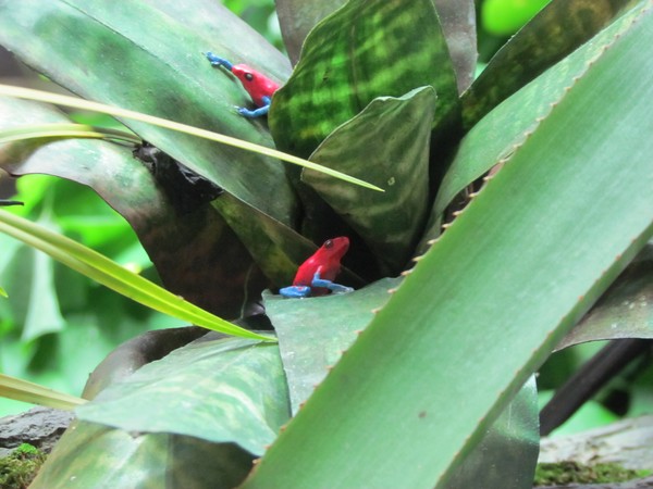 red frogs green leaves