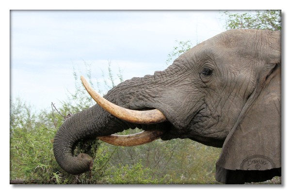 Elephant bull 1