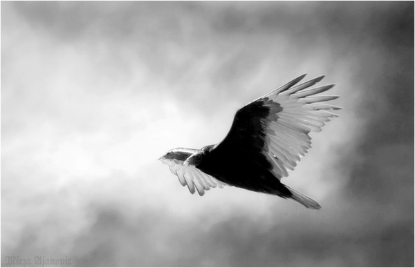 Spirit of Light