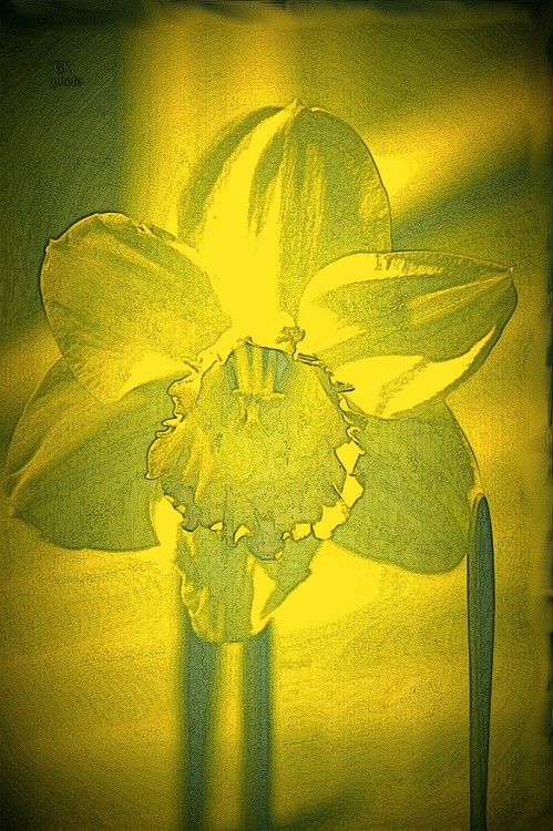 Flower bright yellow