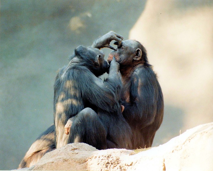 Monkeys
