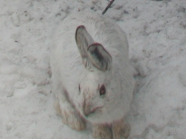 rabbit
