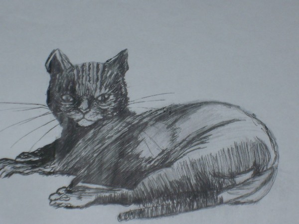 the cat