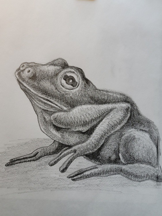 Frog