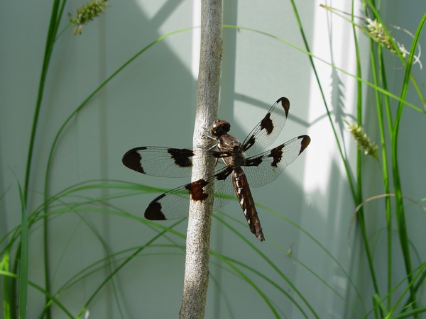 Dragonfly...