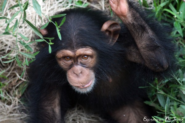 Baby Chimpanzee