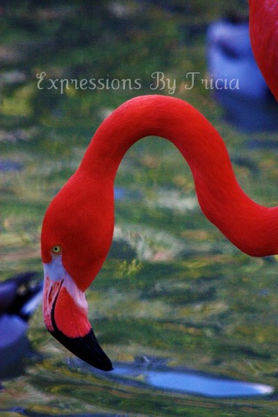 Flamingo