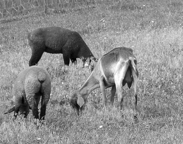 Black and White of Pastoral scene