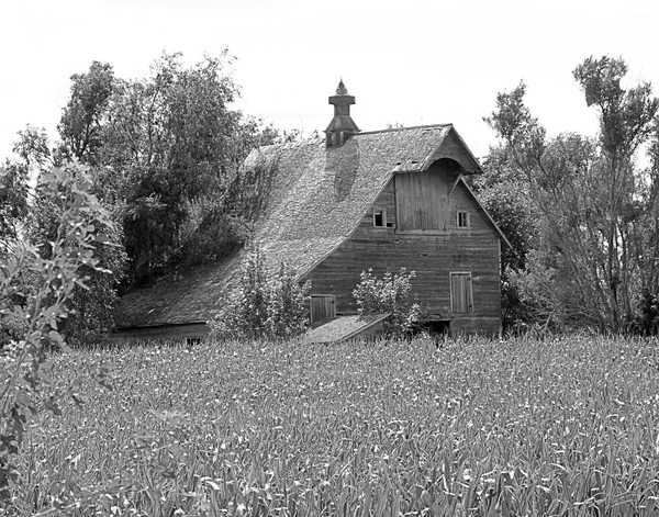 Black and White, Barn in a Corn Field