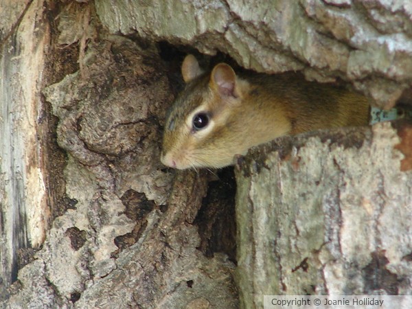 SIGGA, PEEKING OUT TO SAY HAPPY BIRTHDAY