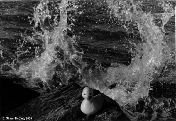 Duck Odyssey