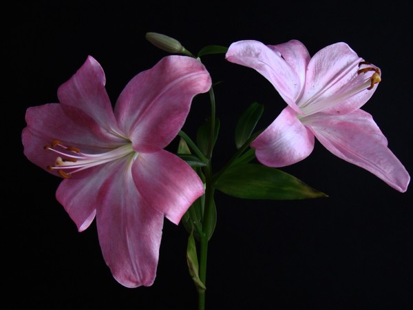 Pink Lilies