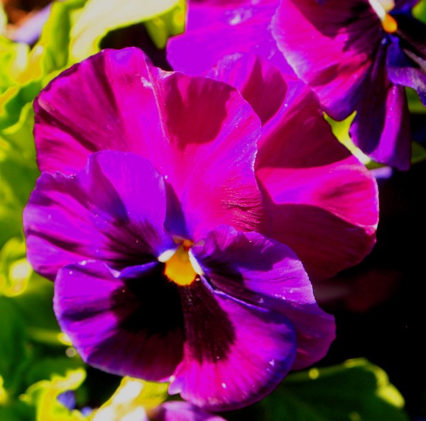 Heavenly Hued