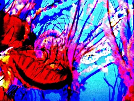 Jellies IV