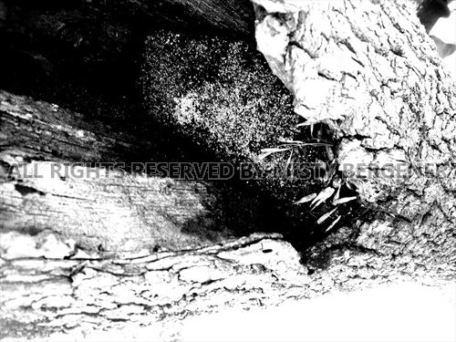Image16 - Copy