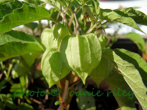 Chinese Lantern