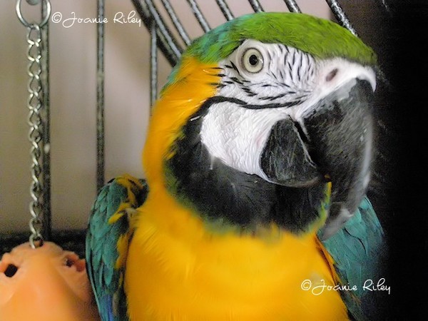 My name is not Polly!