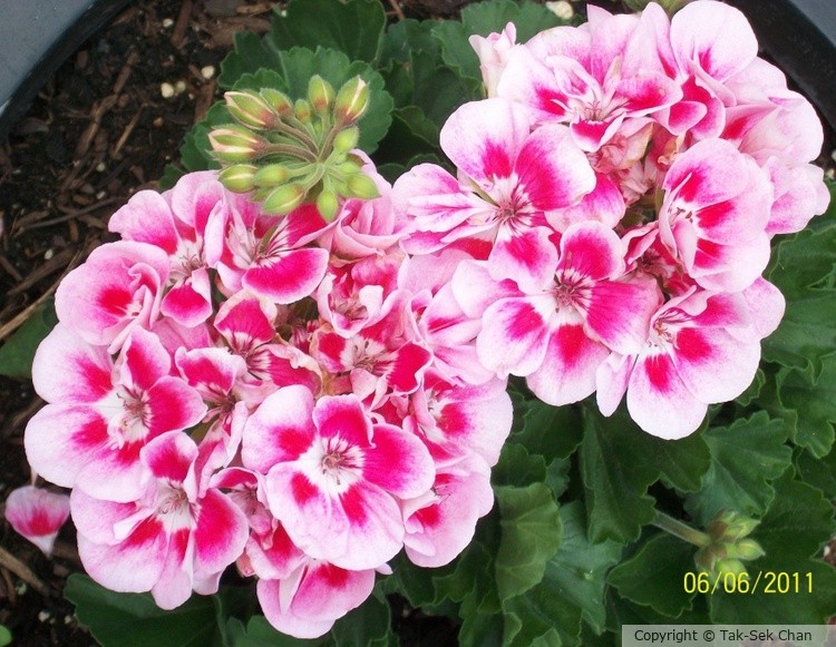 Primrose, Howard Beach, NY, USA 06-06-2011