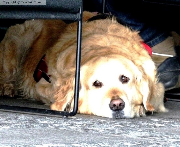 A timid dog, 04-30-2019