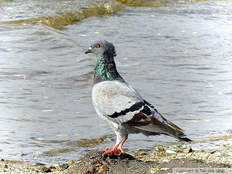 Rock Pigeon (Columba livia), Jamaica Bay, NYC, 10-22-2015