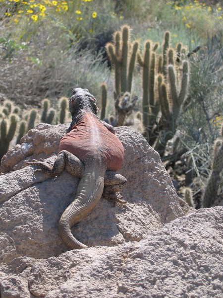 Chuckwalla in the Sun