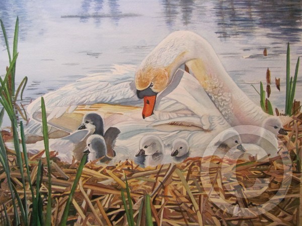Mothers Pride