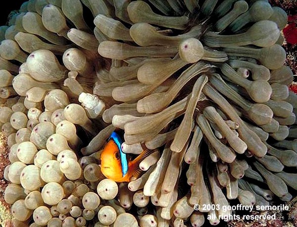 PEKING CLOWN