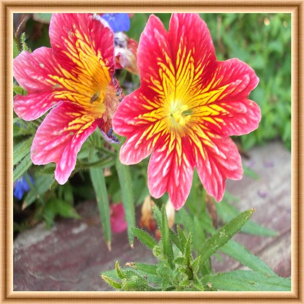 Sweet flowers