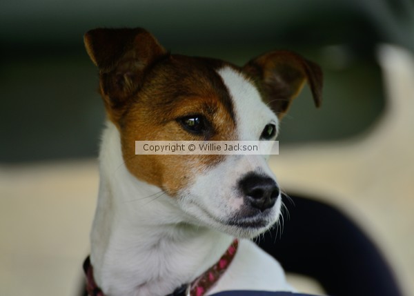 Jack Russell