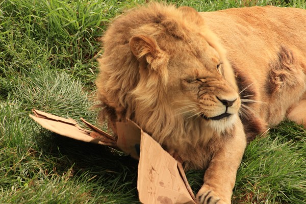 Lion with a pizza box (What happened to the pizza?