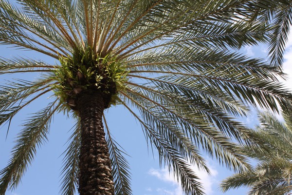 Palm tree