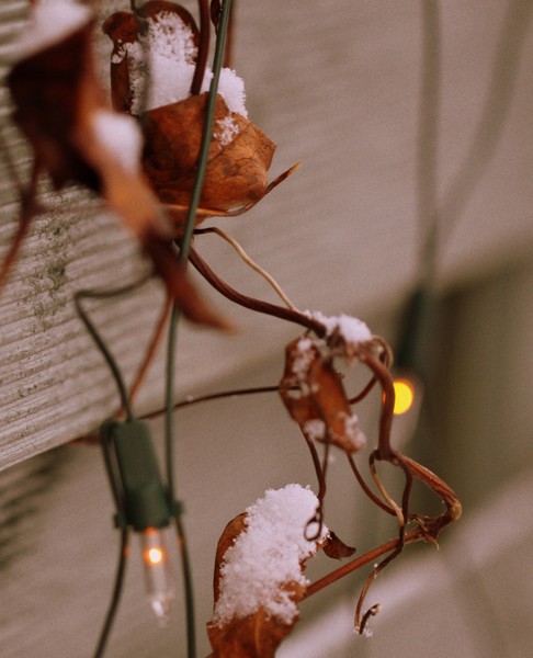 Leaves and Lights