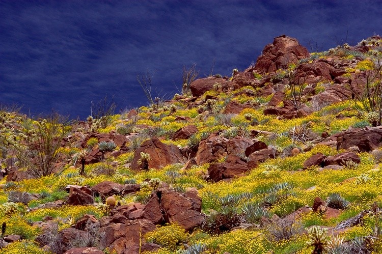 Borrego Springs