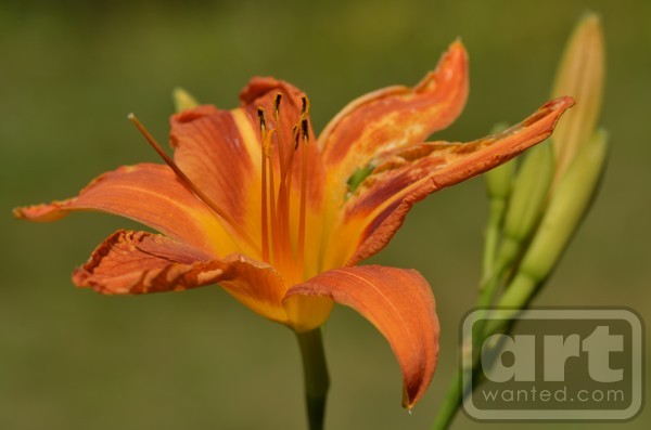 Tiger Lilly