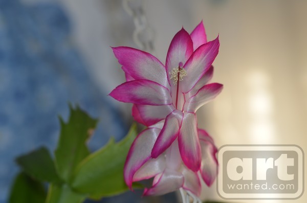 Christmas Cactus