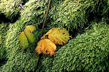 Autumns glory
