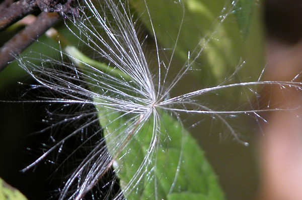 FLUFF SEED