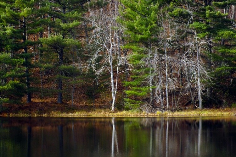 Dean Pond Reflections 