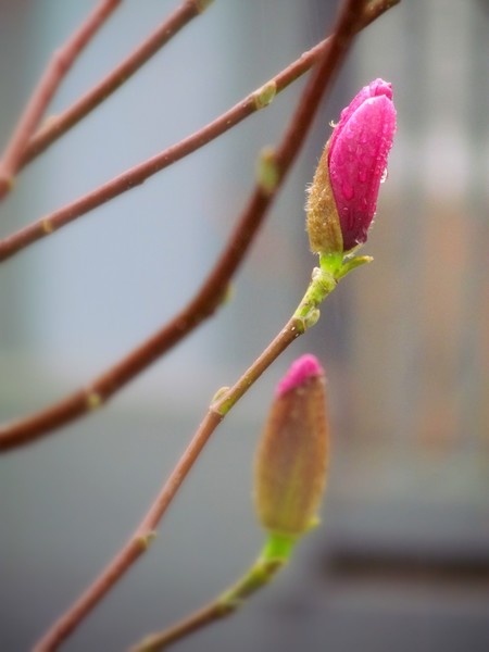 A Budding Tree