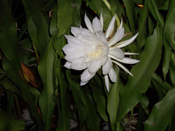 2008 . 1120pm009