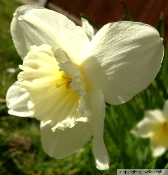 pale daffodil, bright sunlight
