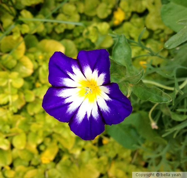 blue over yellow