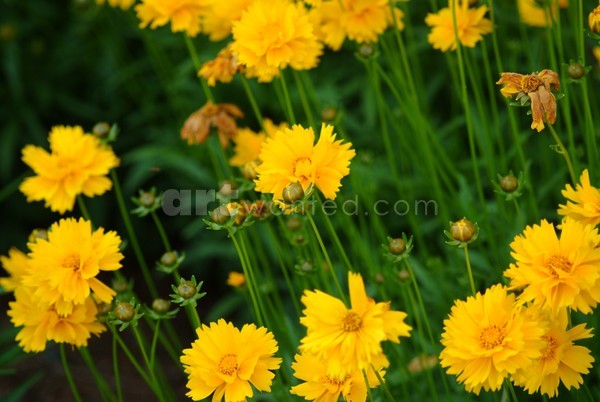 Happy Little Flowers