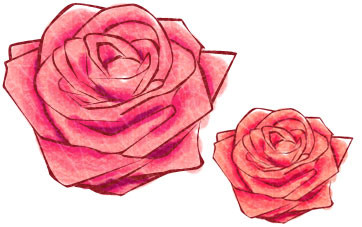 crumpled roses