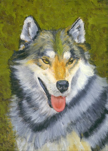 wolf