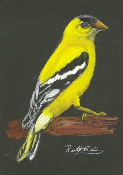 Goldfinch